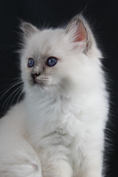 Elza