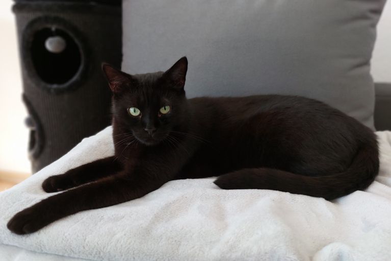Django