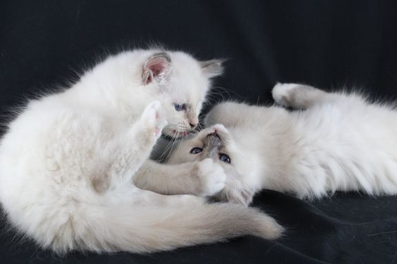 Evee & Elza