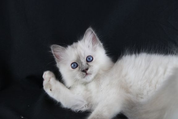 Elza