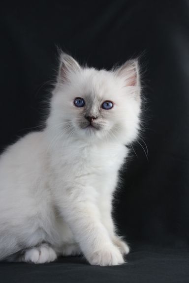 Elza