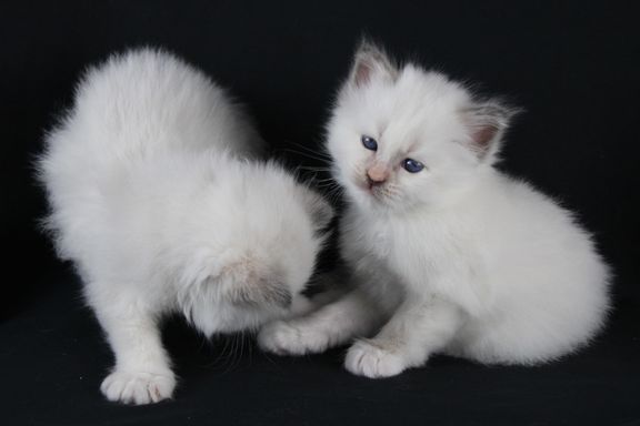 Elza & Evee