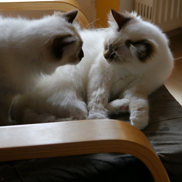 Pema und Giuli