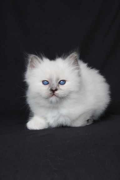 Elza