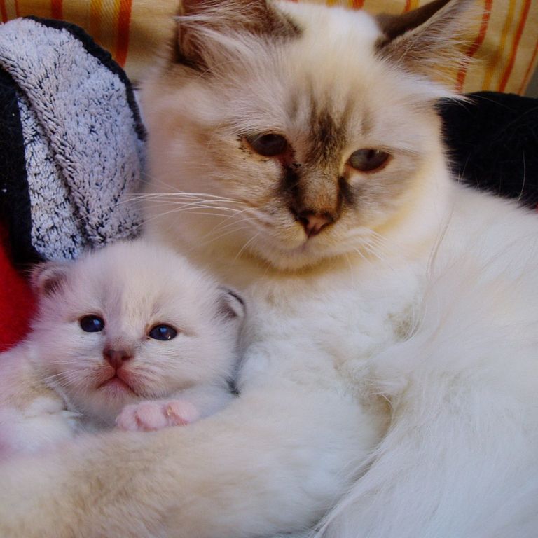 Pema und Amiga