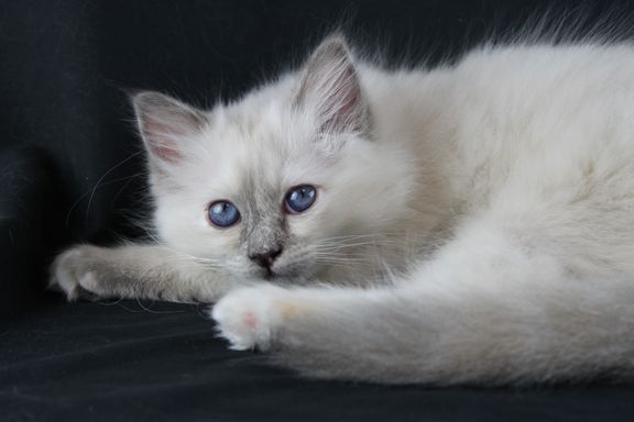 Elza
