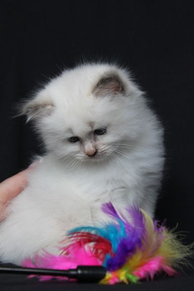 Evee