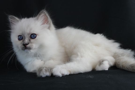 Elza