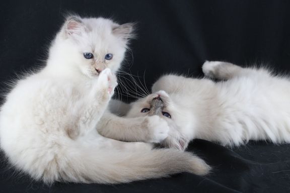 Evee & Elza